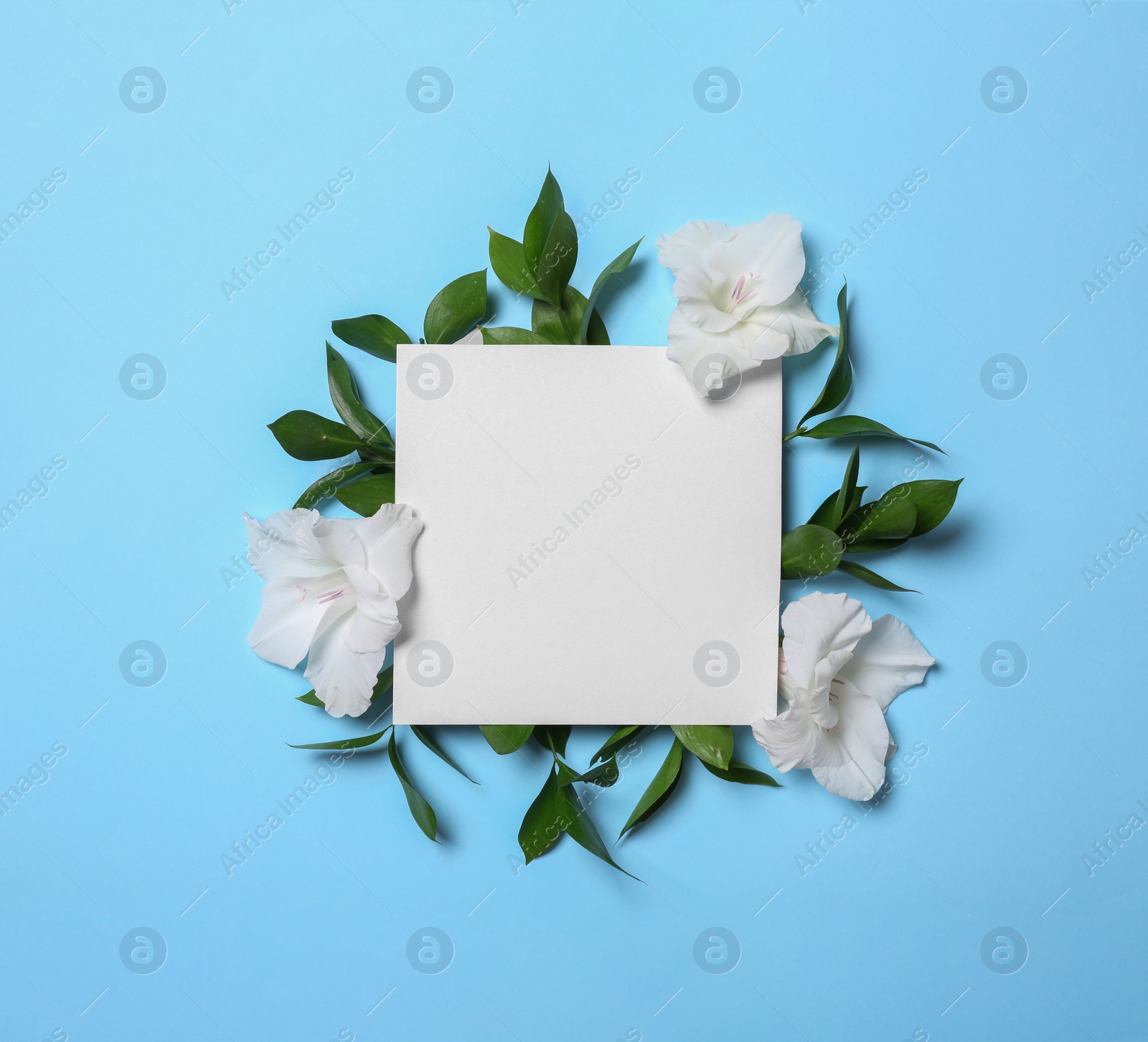 Photo of Beautiful gladiolus flowers and blank card on blue background, flat lay. Space for text