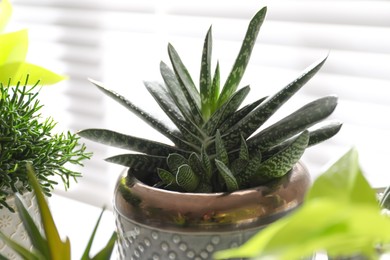 Photo of Beautiful potted houseplant near window indoors, closeup