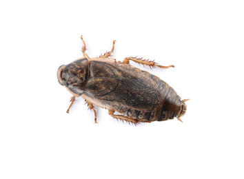 Photo of Brown cockroach isolated on white, top view. Pest control