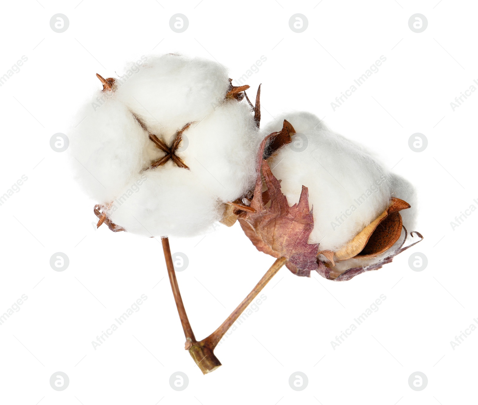 Photo of Beautiful fluffy cotton flowers on white background