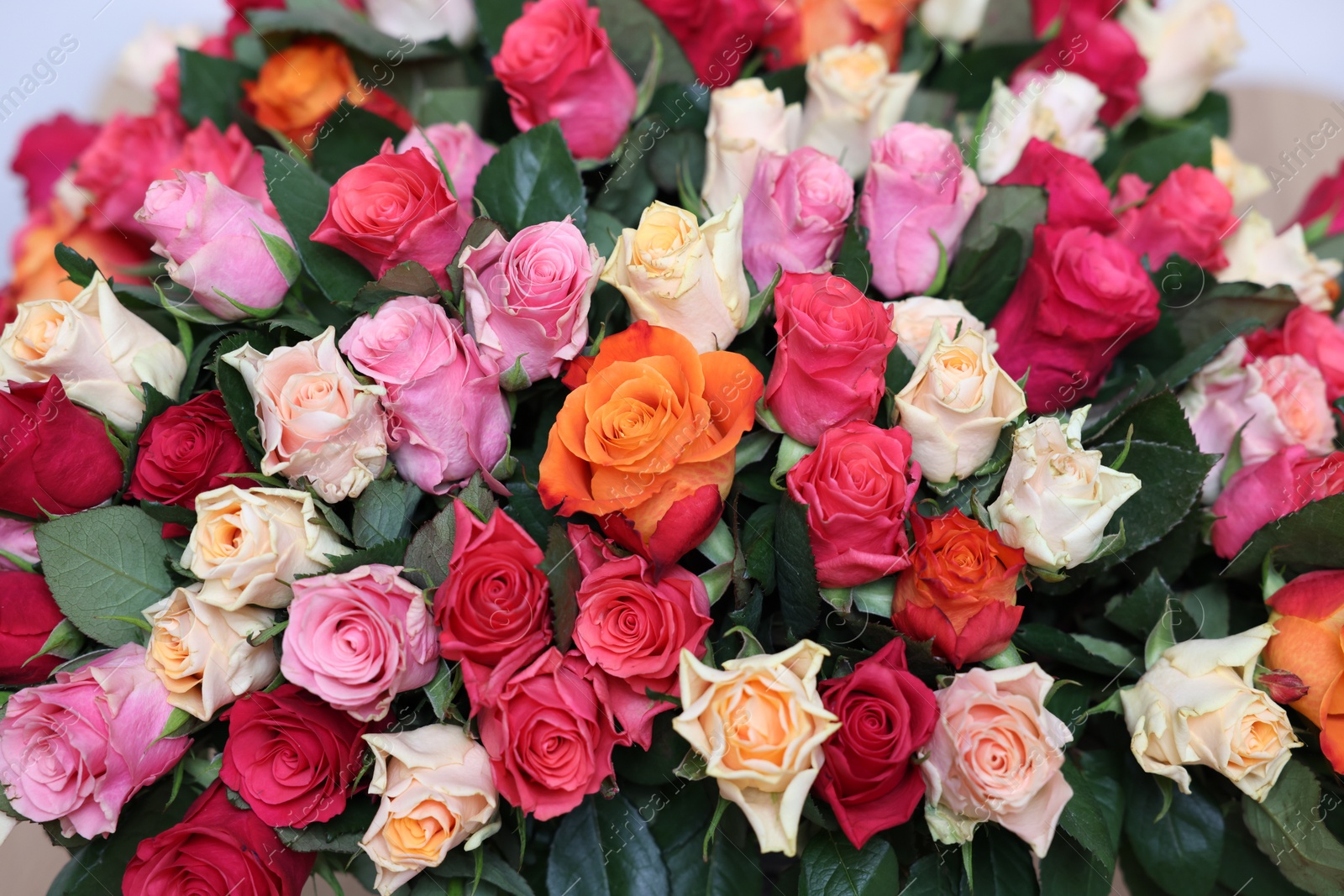 Photo of Bouquet of beautiful roses on light background