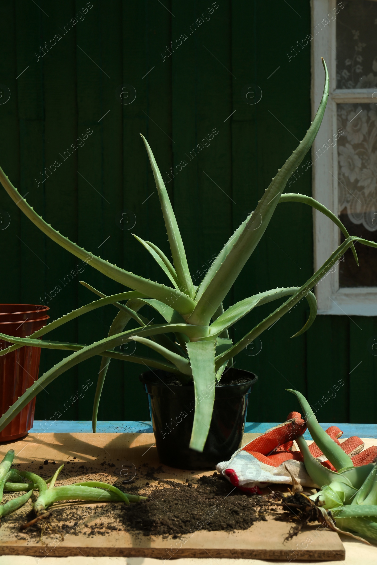 Photo of Flowerpots, aloe vera plants, gardening gloves and soil on table outdoors