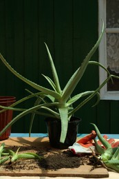 Flowerpots, aloe vera plants, gardening gloves and soil on table outdoors