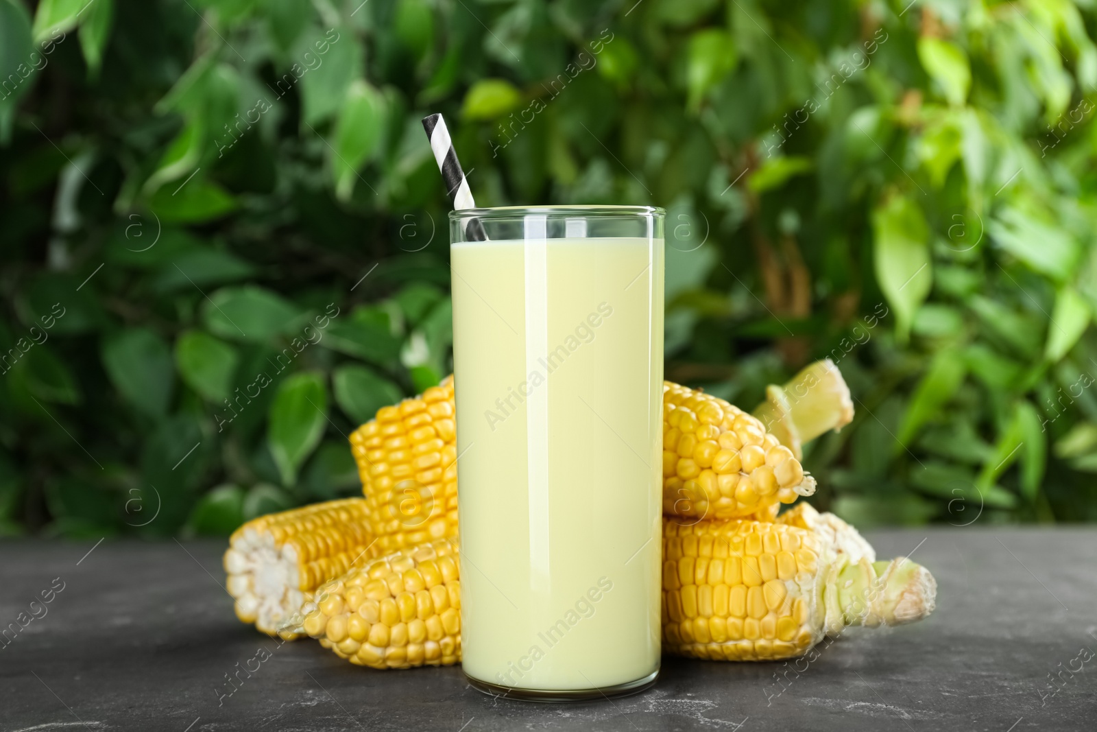 Photo of Tasty fresh corn milk and cobs on grey table against blurred background