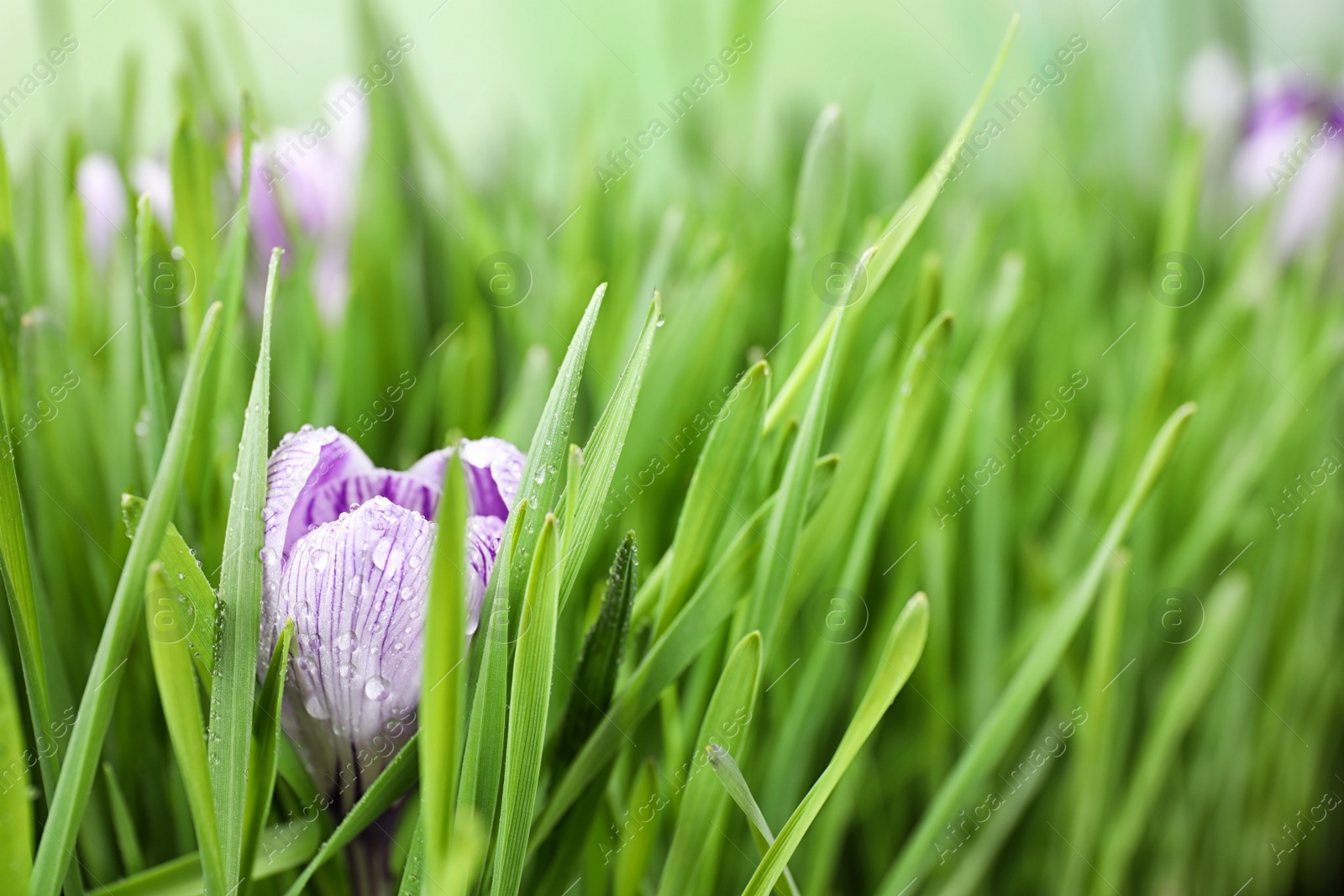 Photo of Fresh green grass and crocus flowers with dew, closeup. Spring season