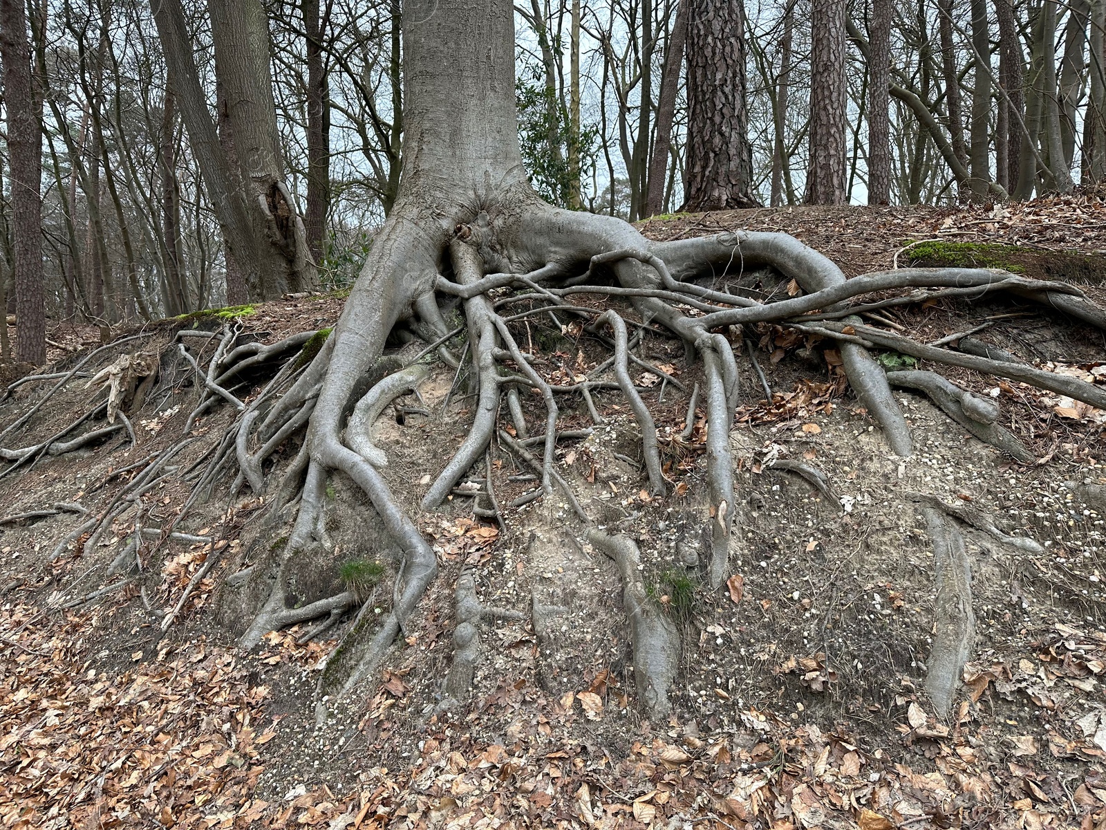 Photo of Tree with roots showing above ground in forest