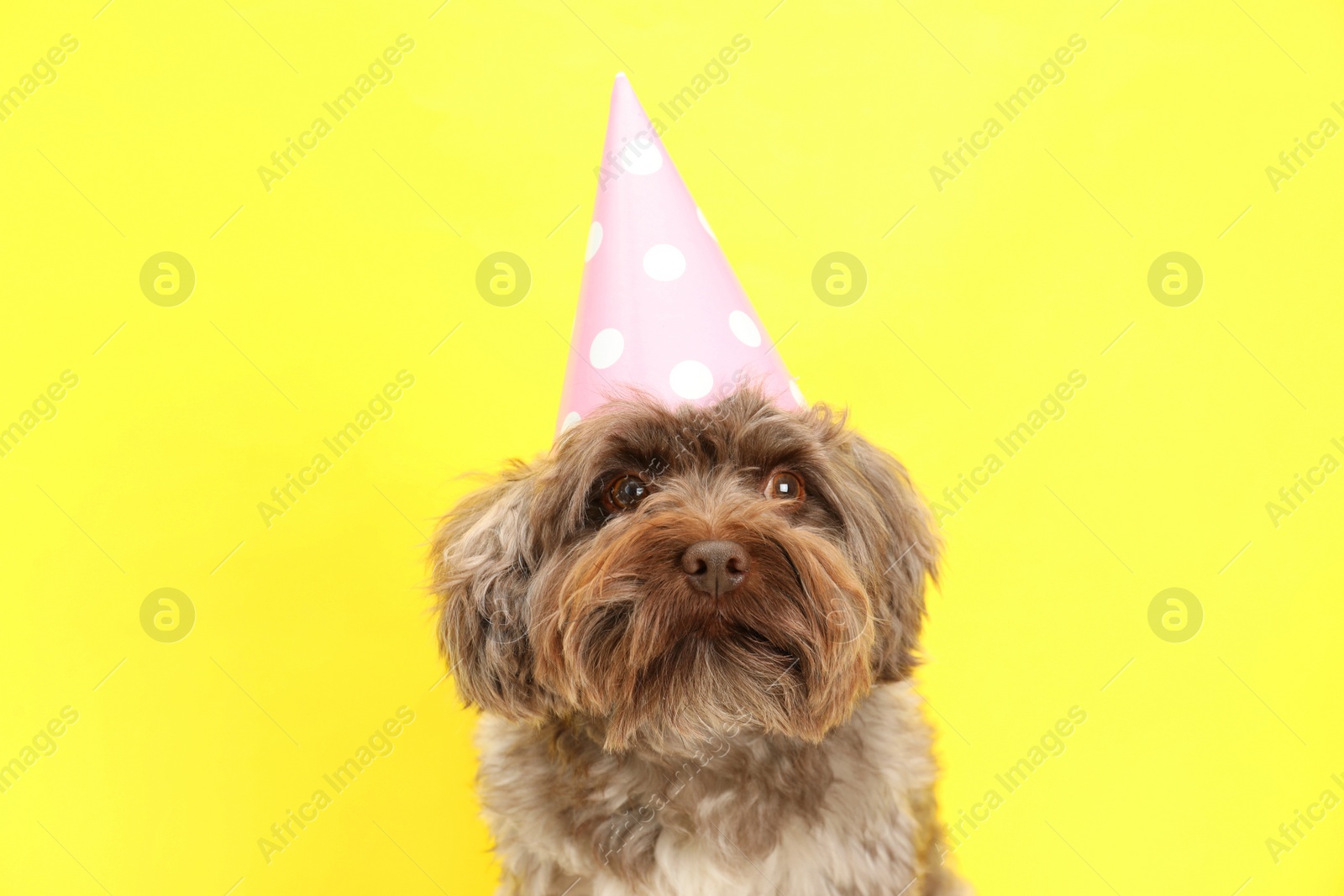 Photo of Cute Maltipoo dog wearing party hat on yellow background. Lovely pet