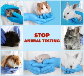 Collage with different photos and text STOP ANIMAL TESTING 