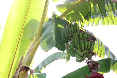 Photo of Tropical plant with green leaves and ripening bananas outdoors