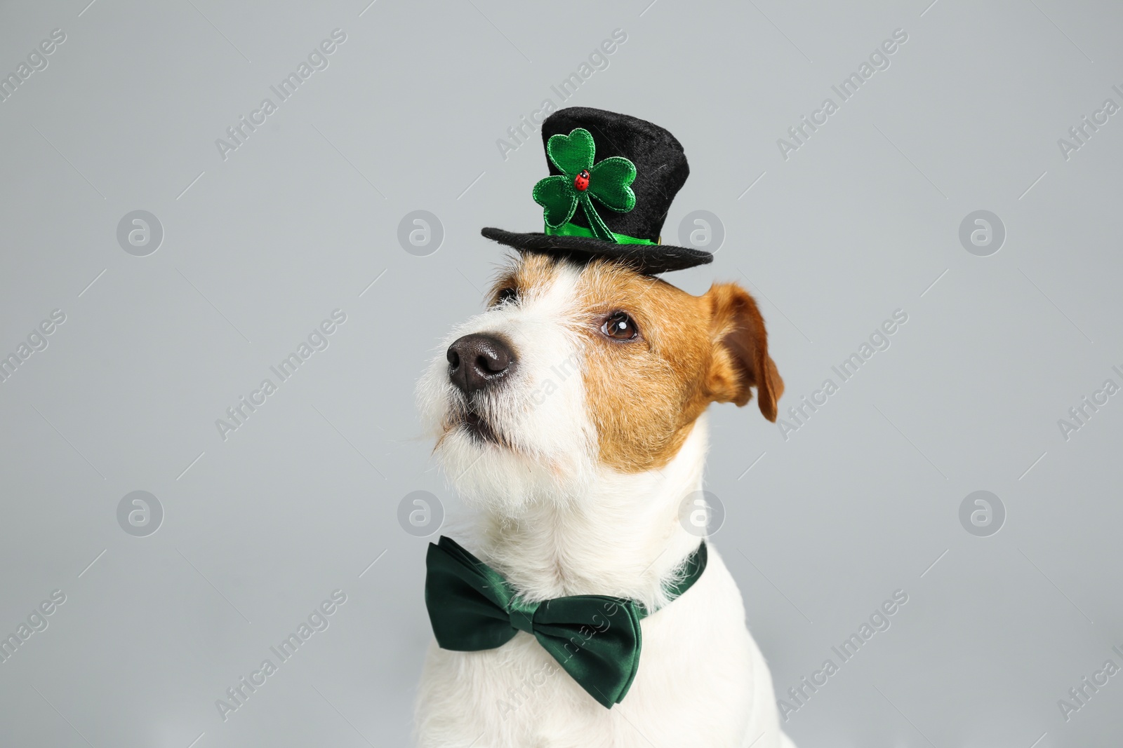 Photo of Jack Russell terrier with leprechaun hat and bow tie on light grey background. St. Patrick's Day