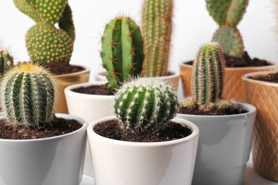 Photo of Many different cacti in pots on white background