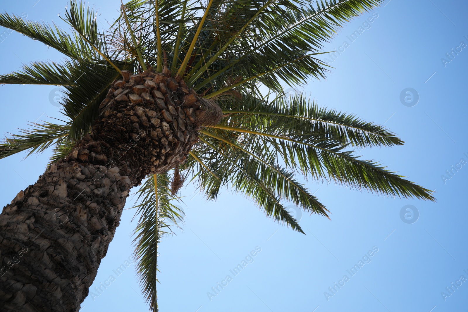 Photo of Beautiful palm tree with green leaves against clear blue sky, low angle view