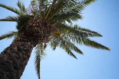 Beautiful palm tree with green leaves against clear blue sky, low angle view