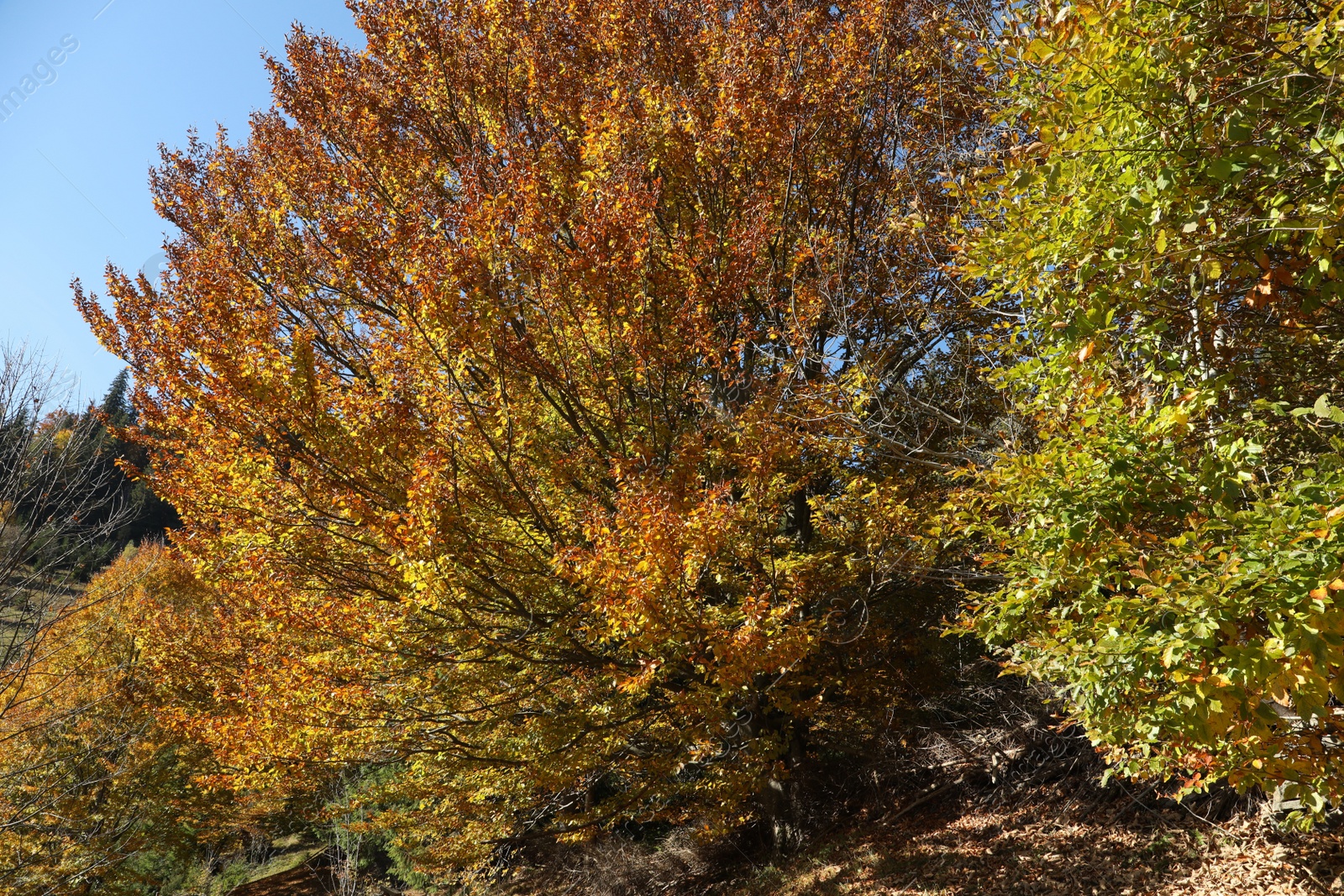 Photo of Beautiful trees with colorful leaves in forest. Autumn season