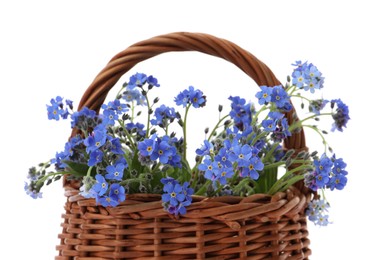 Photo of Beautiful blue forget-me-not flowers in wicker basket isolated on white