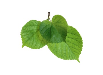 Photo of Branch with green leaves on white background