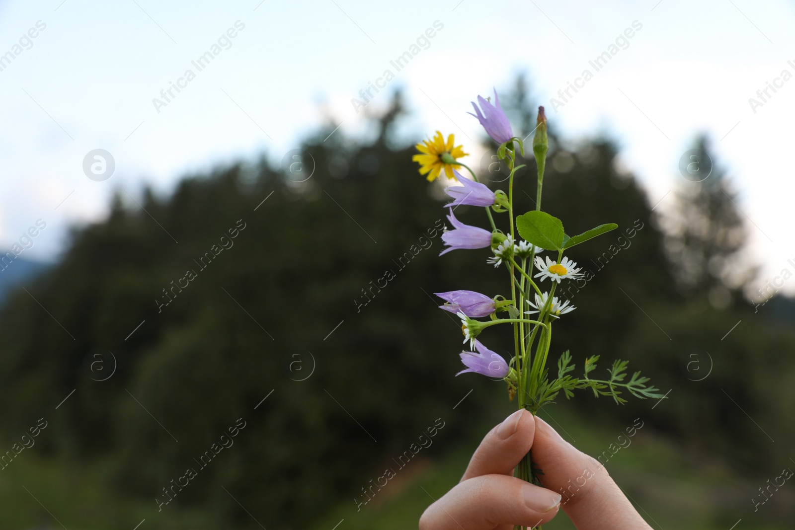 Photo of Woman holding blooming meadow flowers outdoors, closeup with space for text