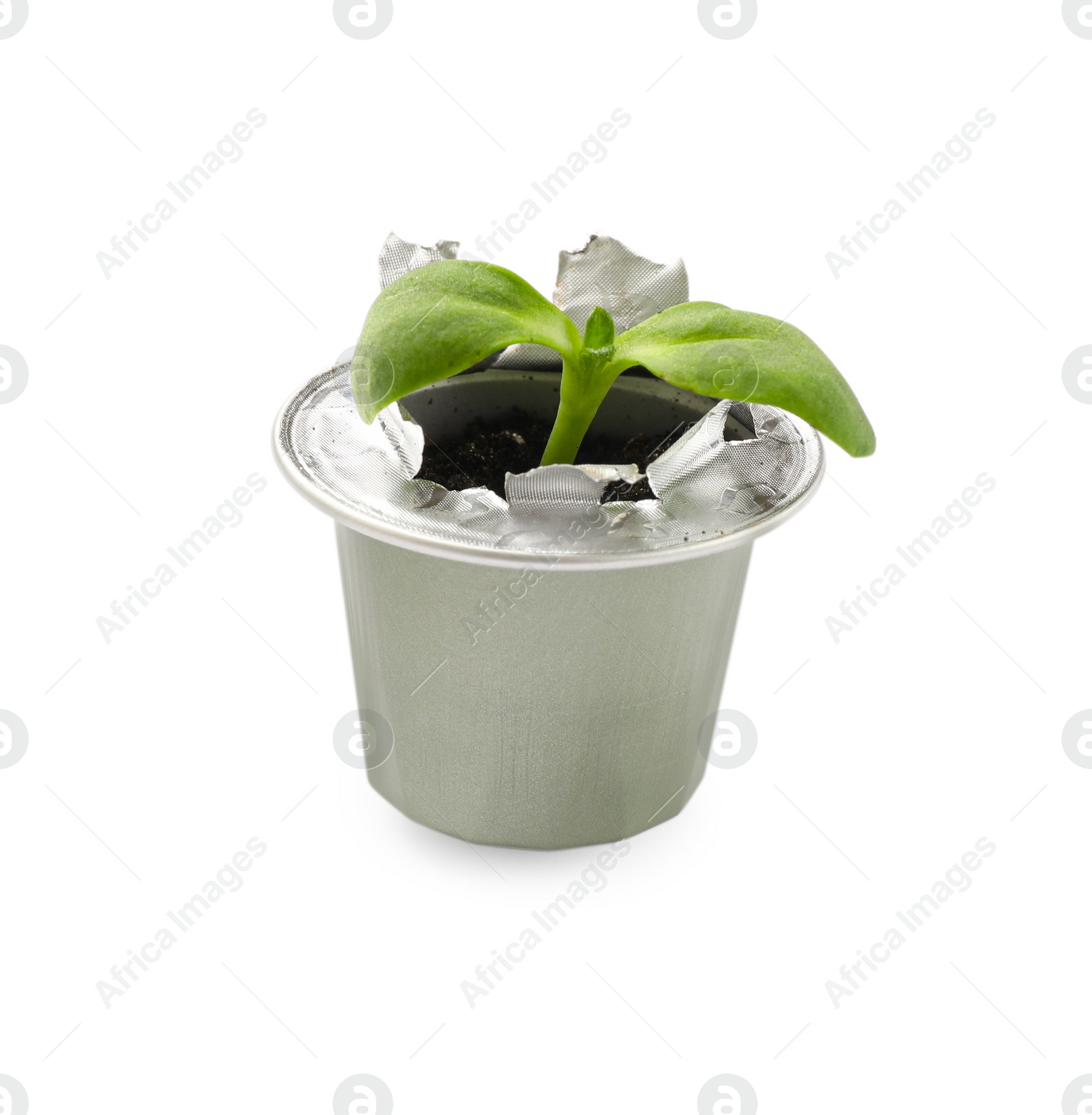 Photo of Green seedling growing in coffee capsule isolated on white