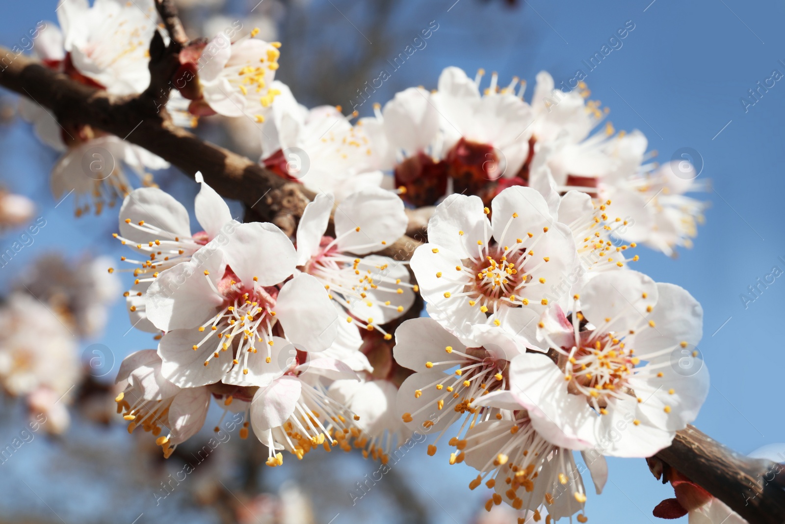 Photo of Closeup view of blossoming apricot tree on sunny day outdoors. Springtime