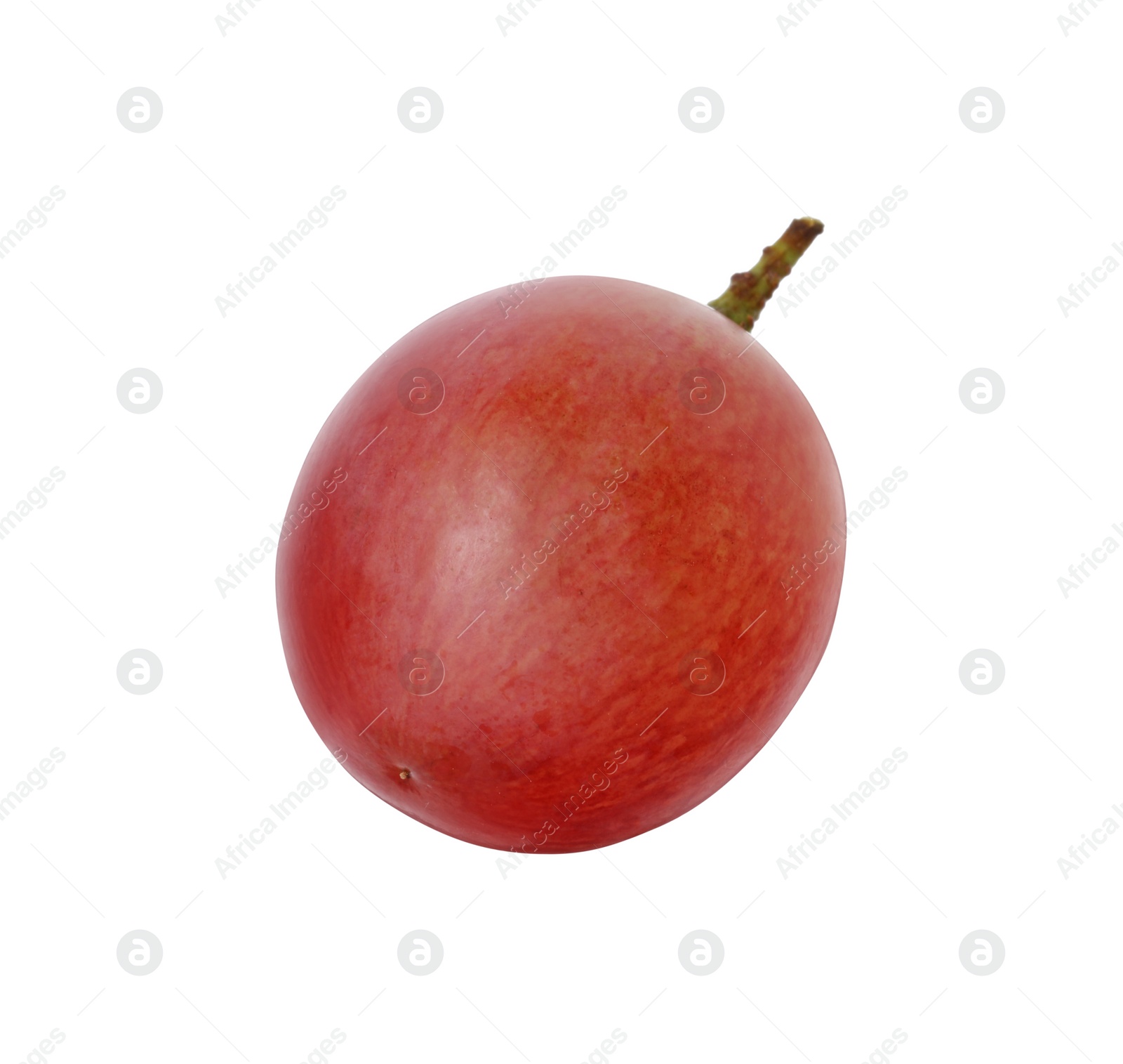 Photo of One ripe red grape isolated on white