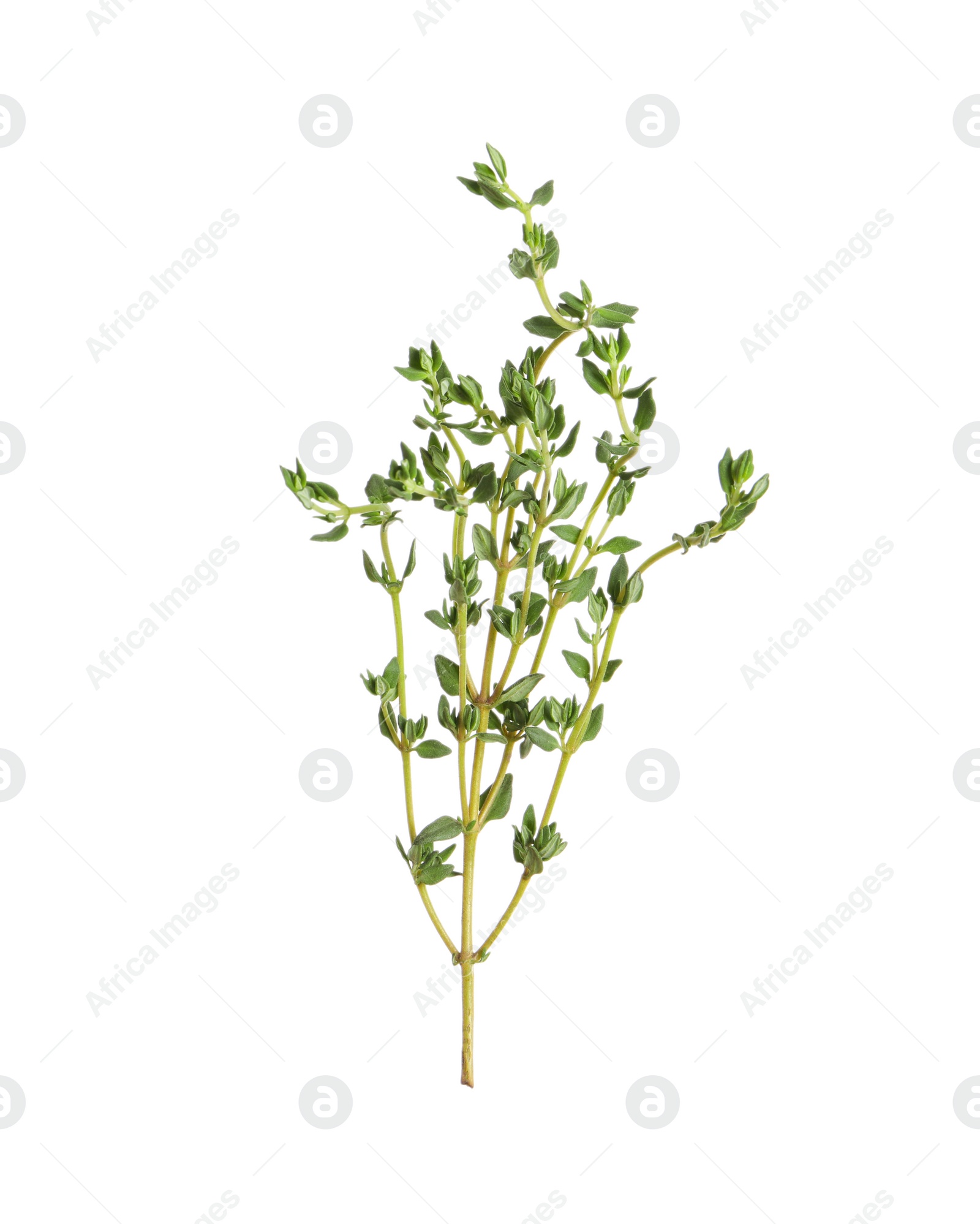 Photo of Aromatic thyme sprig on white background. Fresh herb