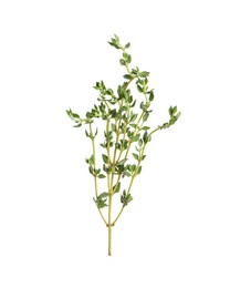 Aromatic thyme sprig on white background. Fresh herb