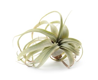 Beautiful tillandsia isolated on white. Exotic houseplant