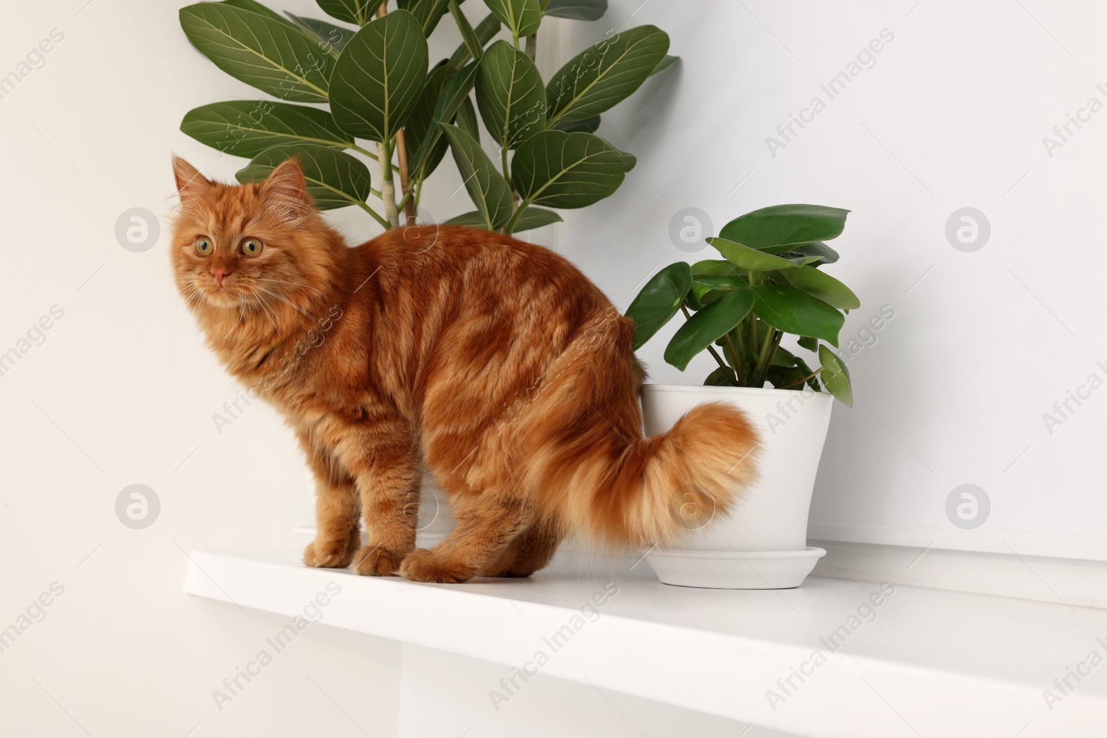 Photo of Adorable cat near green houseplants on white shelf at home