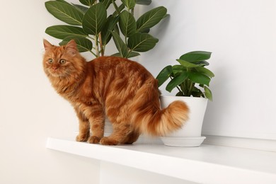 Photo of Adorable cat near green houseplants on white shelf at home