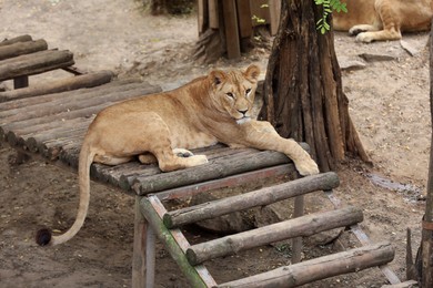 Beautiful lioness lying in zoo enclosure. Wild animal