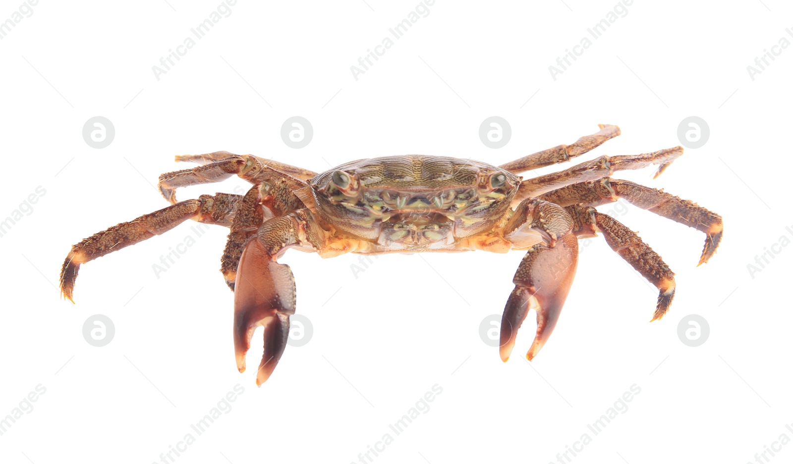 Photo of One fresh raw crab isolated on white