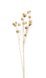 Photo of Beautiful tender dried flowers on white background.