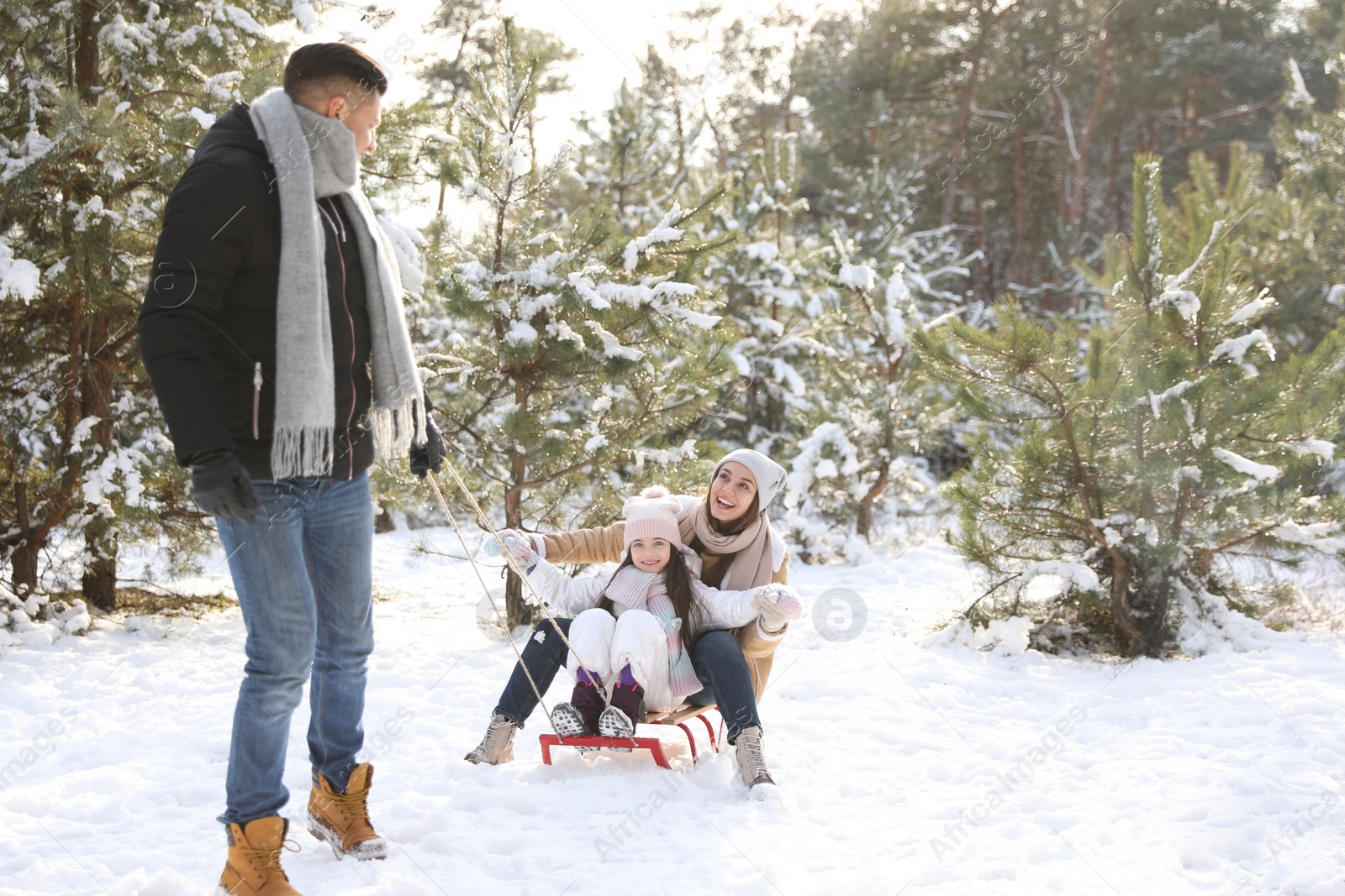 Photo of Father pulling sledge with his wife and daughter outdoors on winter day. Christmas vacation