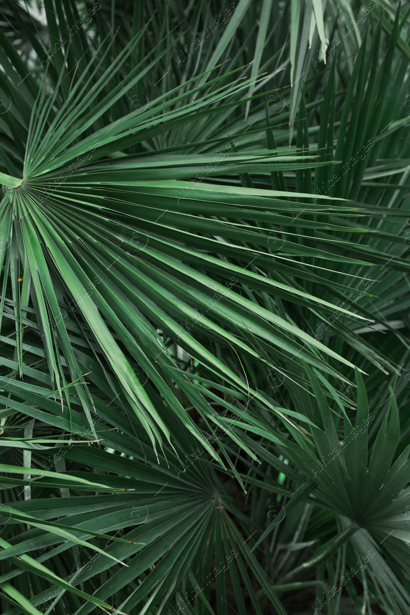 Photo of Beautiful green tropical leaves outdoors, closeup view