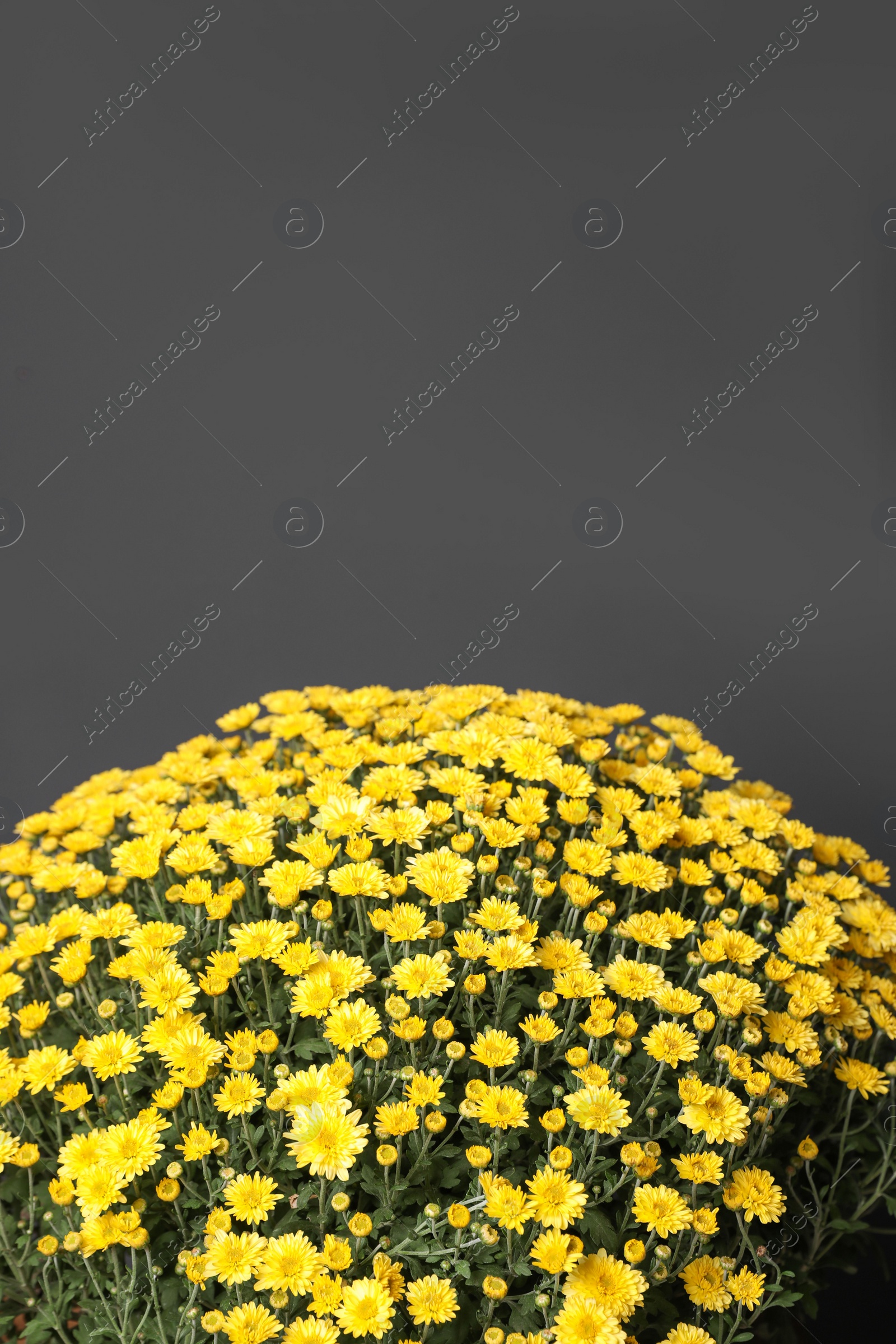 Photo of Yellow chrysanthemum flowers on dark grey background. Space for text