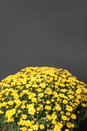 Photo of Yellow chrysanthemum flowers on dark grey background. Space for text