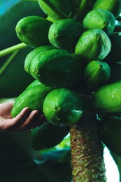 Photo of Unripe papaya fruits growing on tree outdoors, closeup view