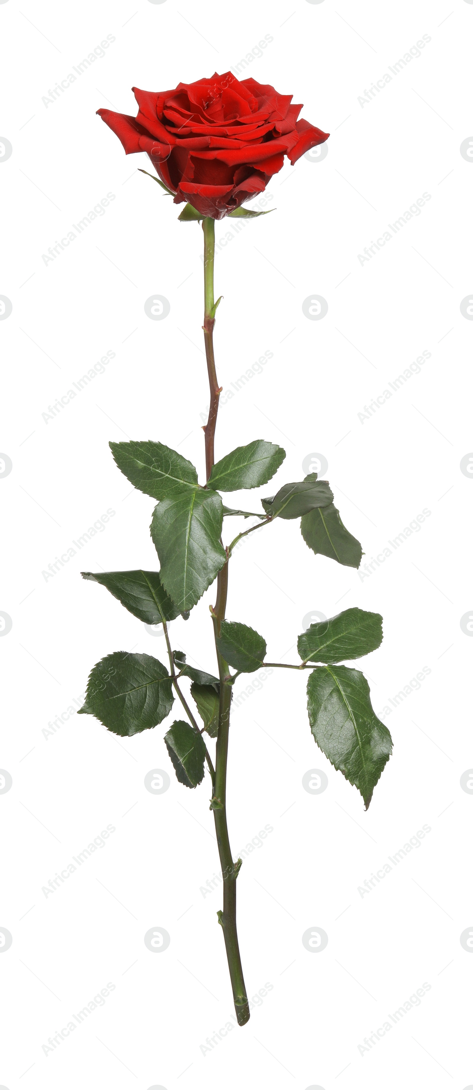 Photo of Beautiful fresh red rose isolated on white