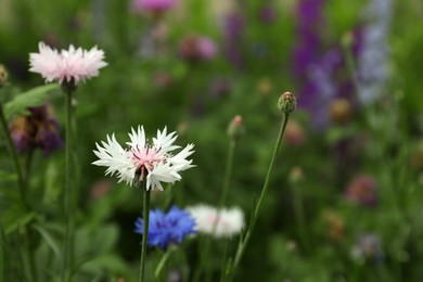 Photo of Beautiful colorful cornflowers growing outdoors, closeup view