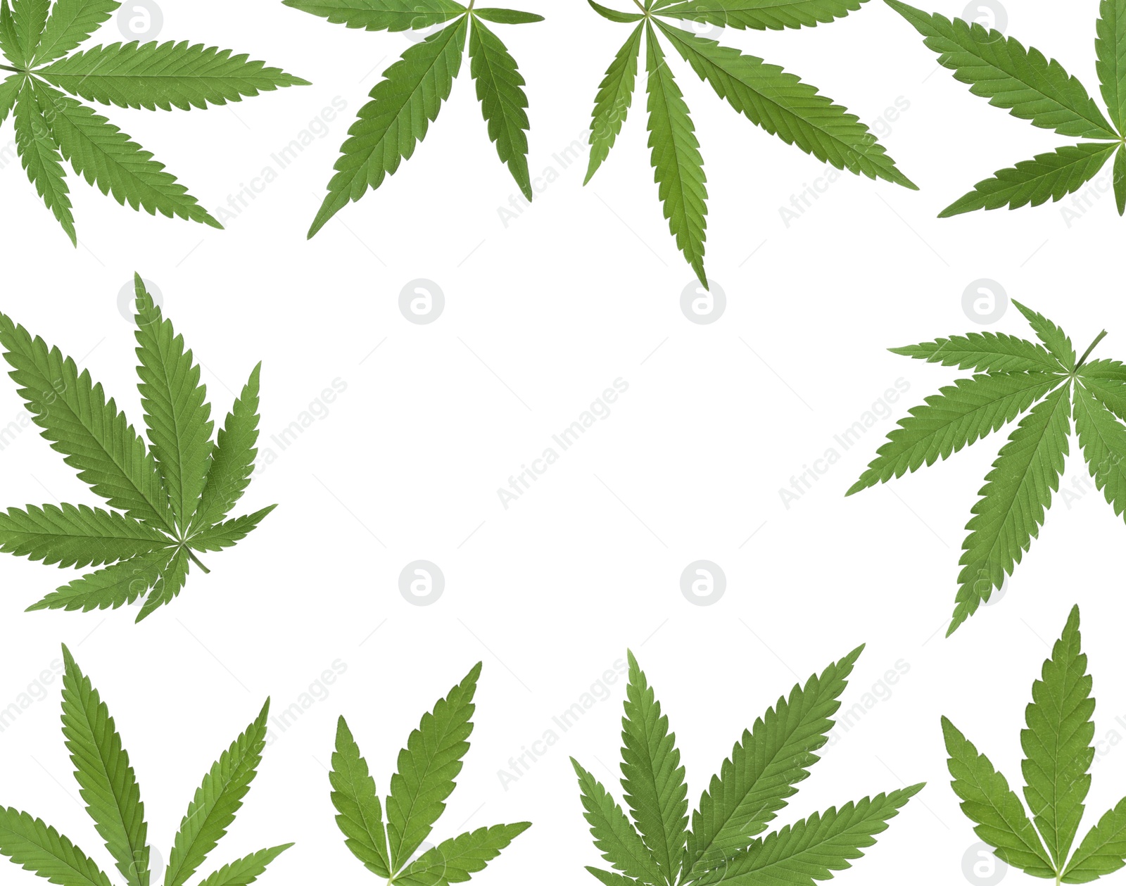 Image of Frame of green hemp leaves on white background 