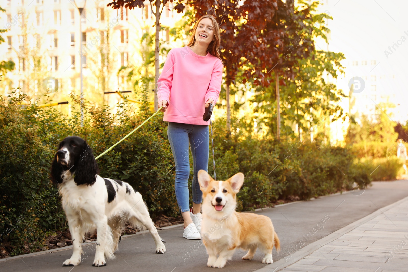 Photo of Woman walking Pembroke Welsh Corgi and English Springer Spaniel dogs in park