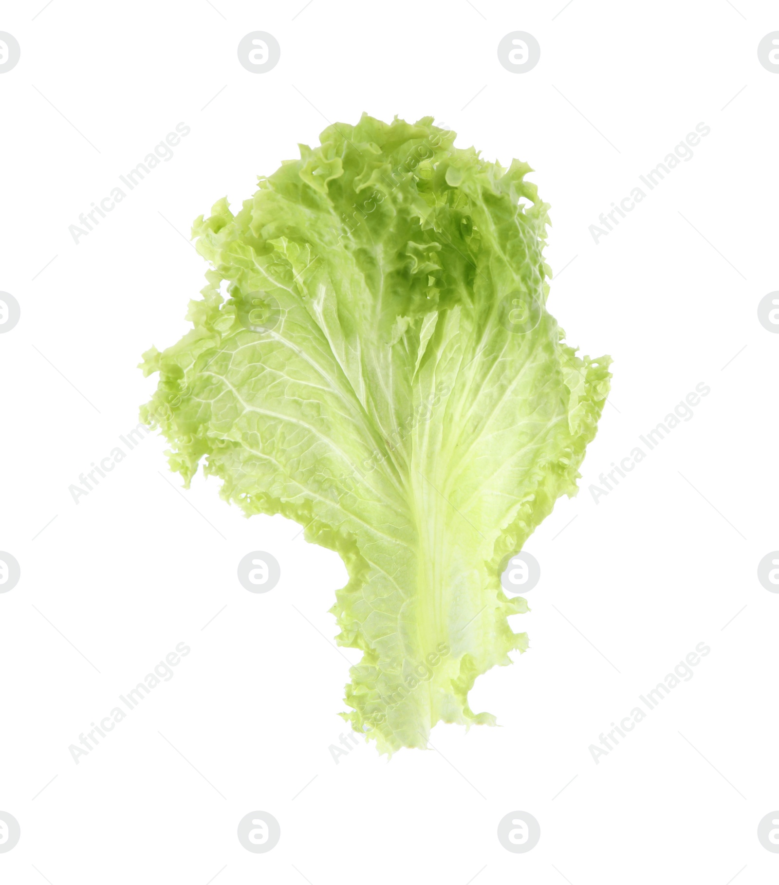 Photo of Leaf of fresh lettuce on white background. Salad greens