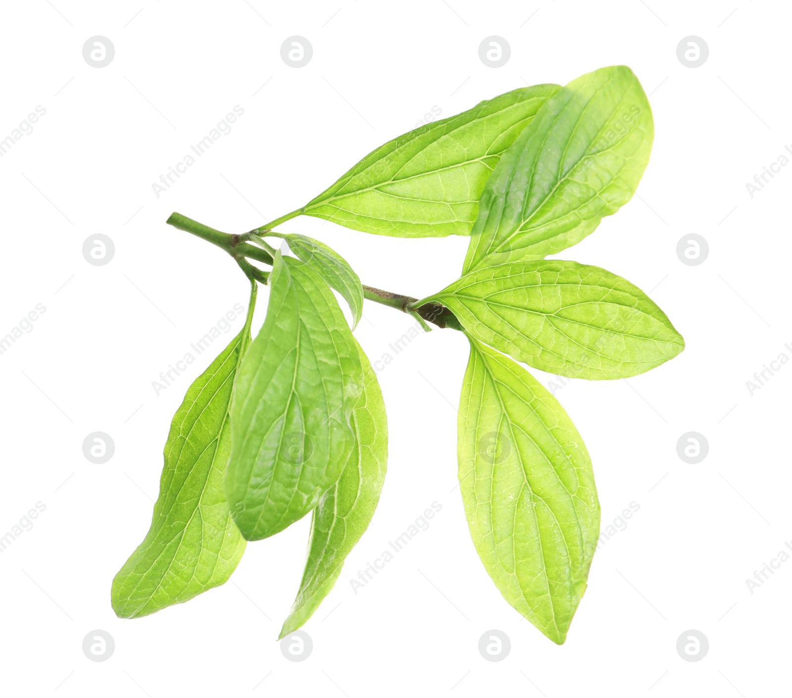 Photo of Branch with green leaves on white background