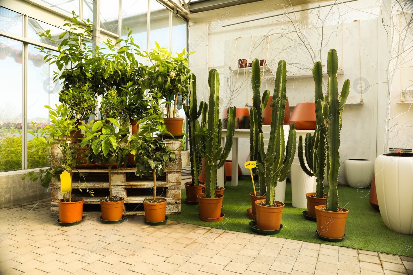 Photo of Garden center with many different potted plants