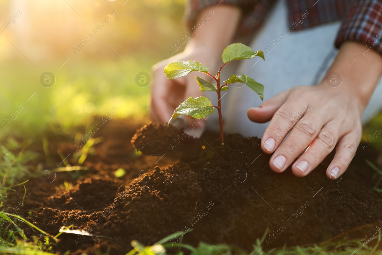 Photo of Woman planting young tree in garden, closeup