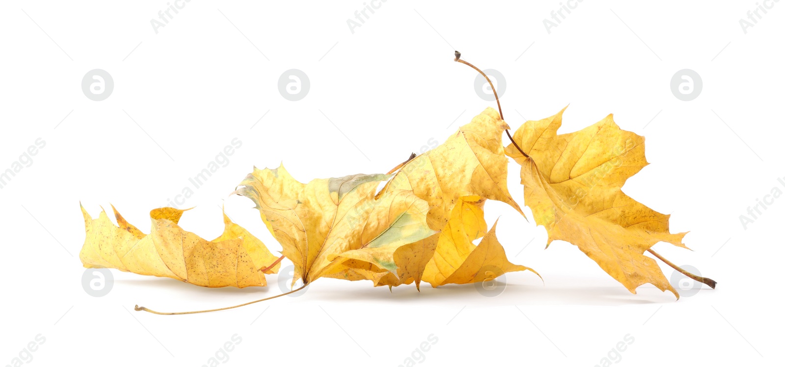 Photo of Autumn season. Beautiful maple leaves isolated on white