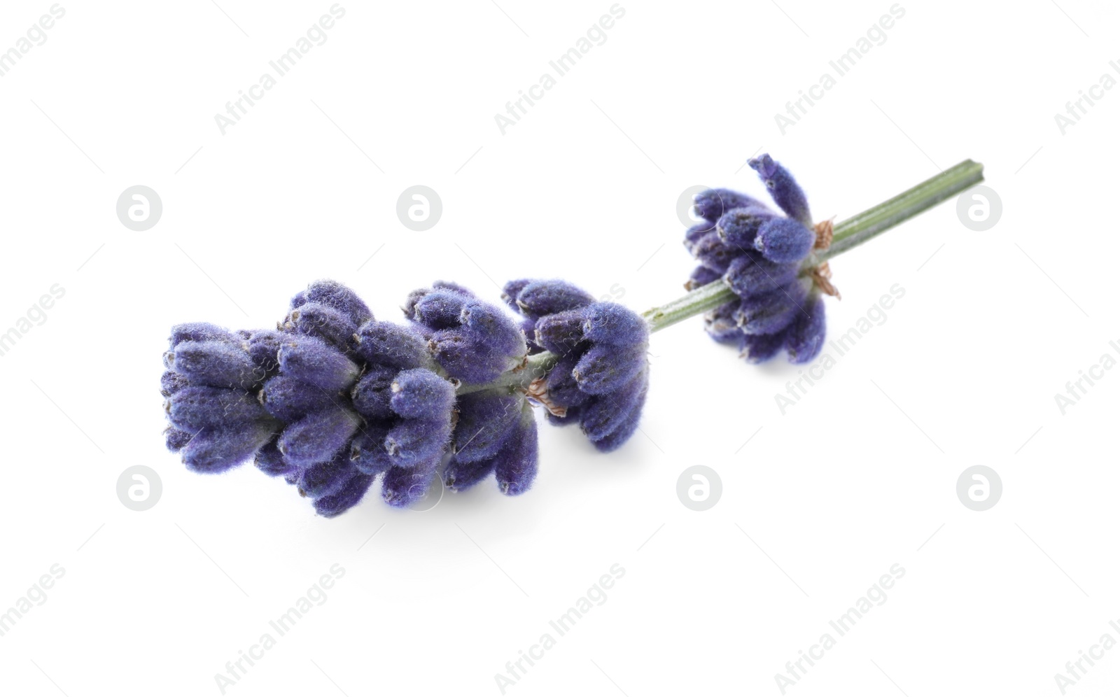 Photo of Beautiful lavender flower isolated on white. Fresh herb