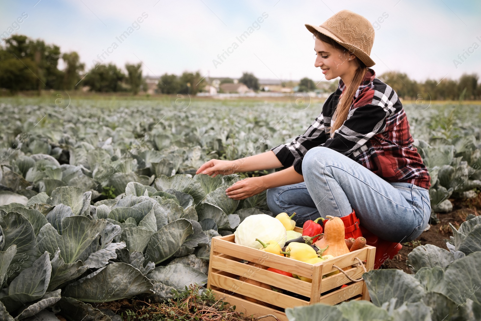 Photo of Farmer working in cabbage field. Harvesting time