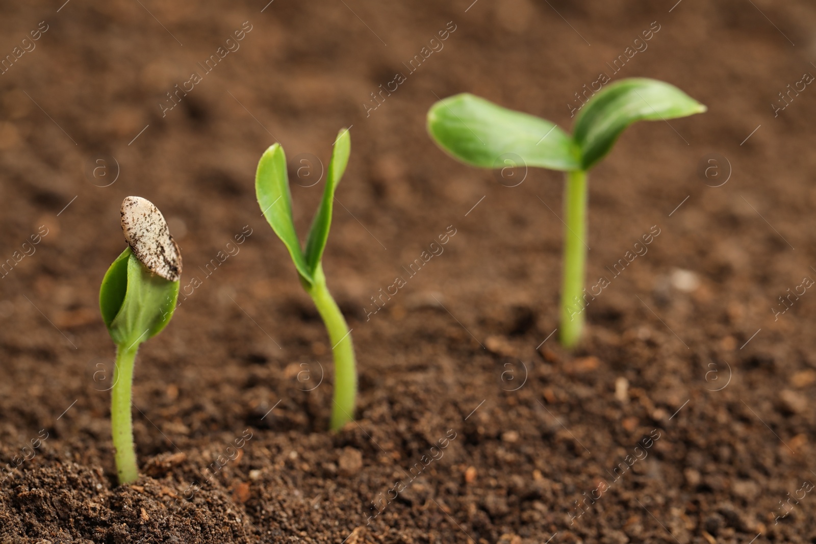 Photo of Little green seedlings growing in fertile soil