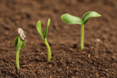 Little green seedlings growing in fertile soil